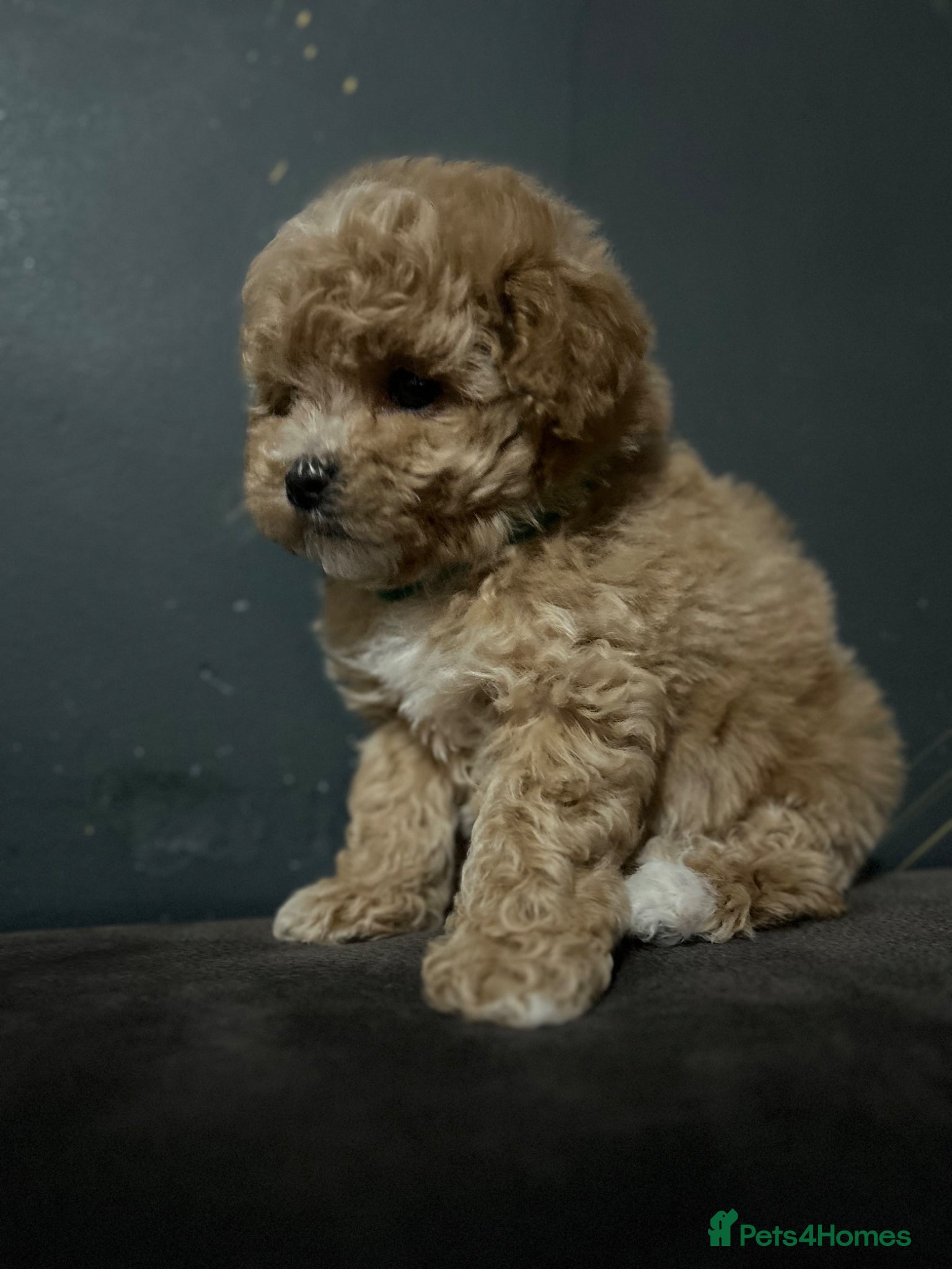 Maltipoo dogs Toy maltipoo Ready to leave - Advert 1
