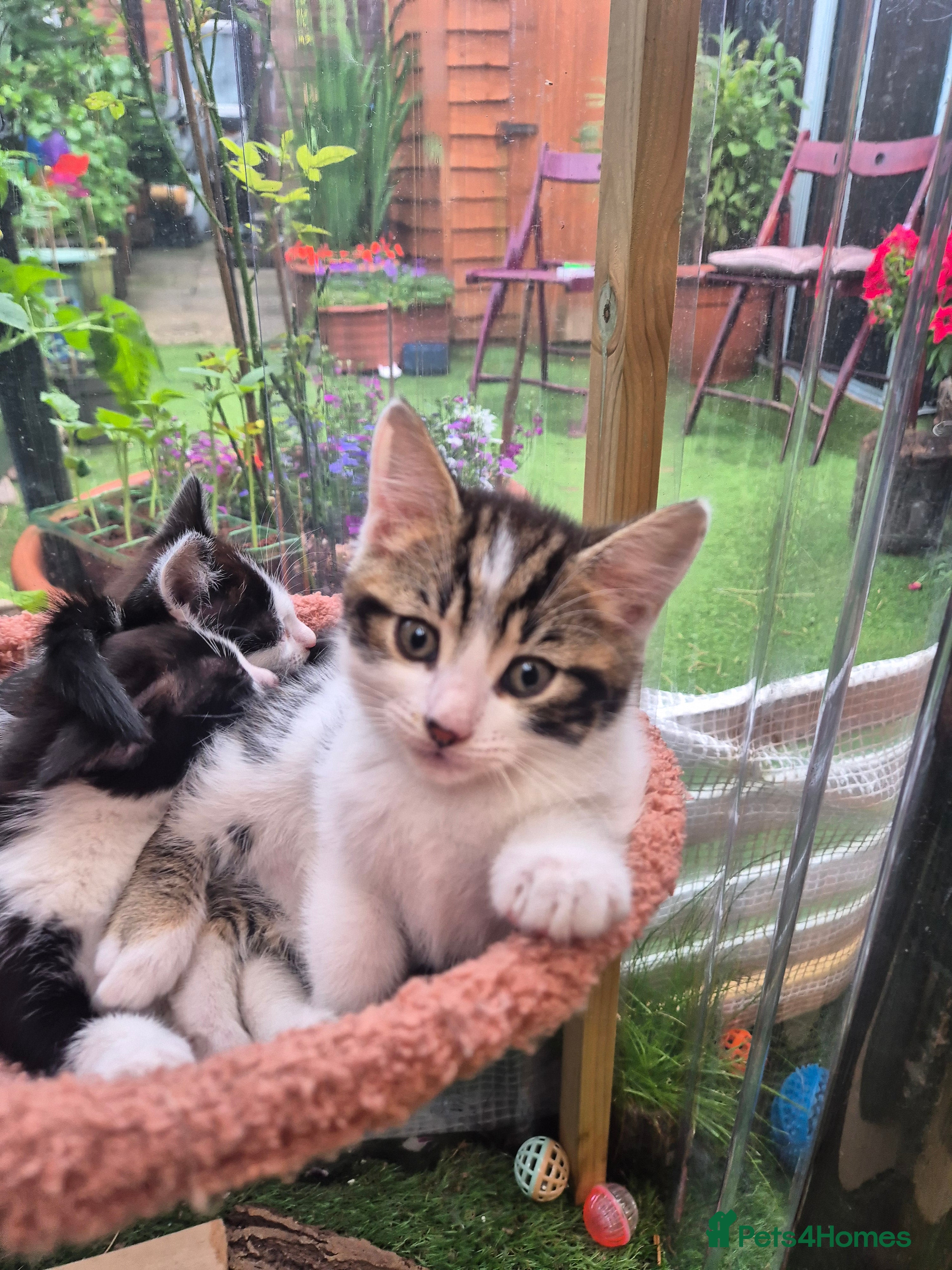 Mixed Breed cats Lovely kitten looking for new home  - Advert 1
