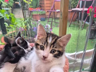 Mixed Breed cats Lovely kitten looking for new home - Advert 1
