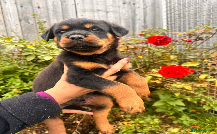 Rottweiler dogs - Advert 2