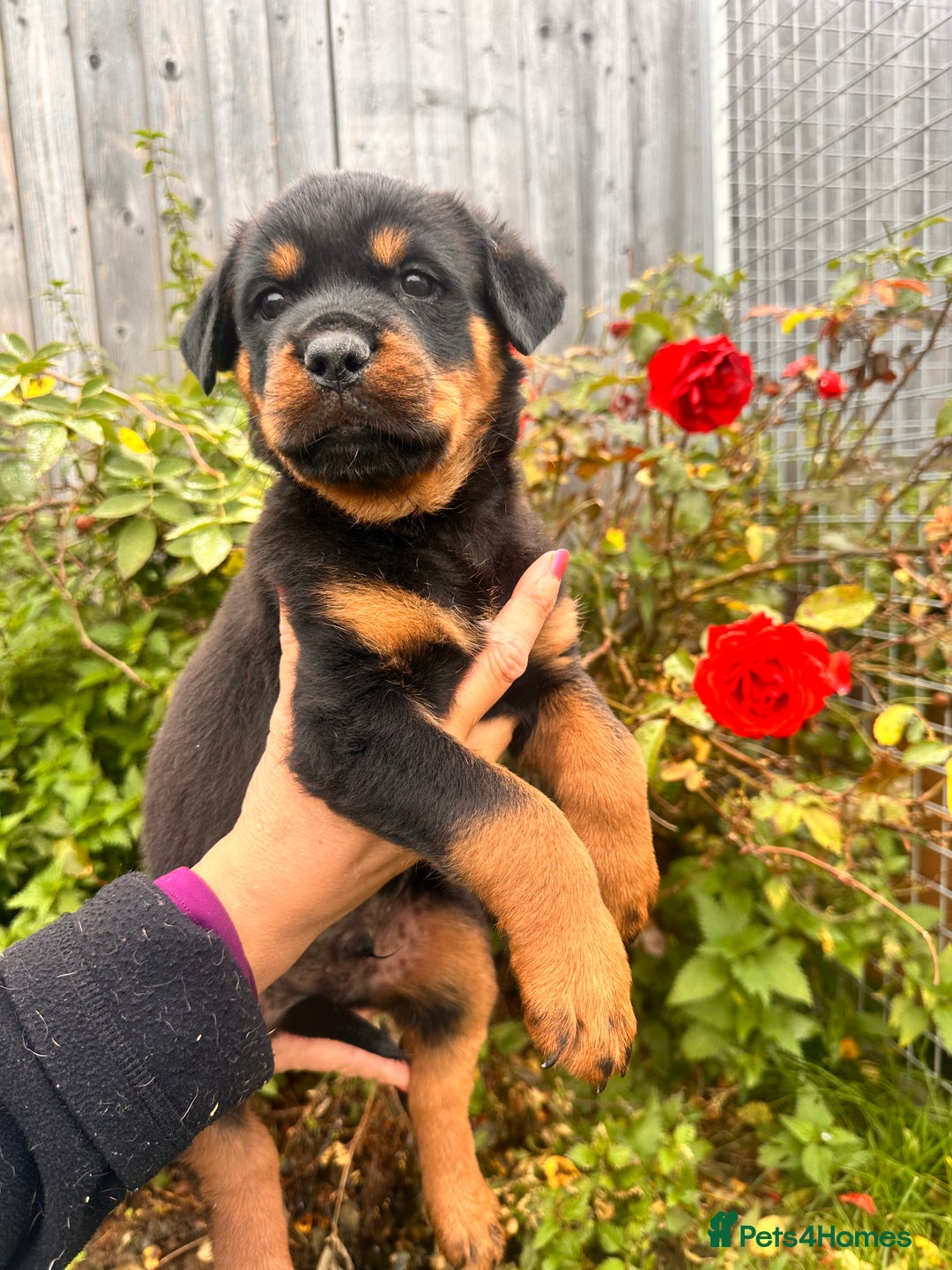 Rottweiler dogs for sale: 2 quality Rottweiler puppies  - Image 1