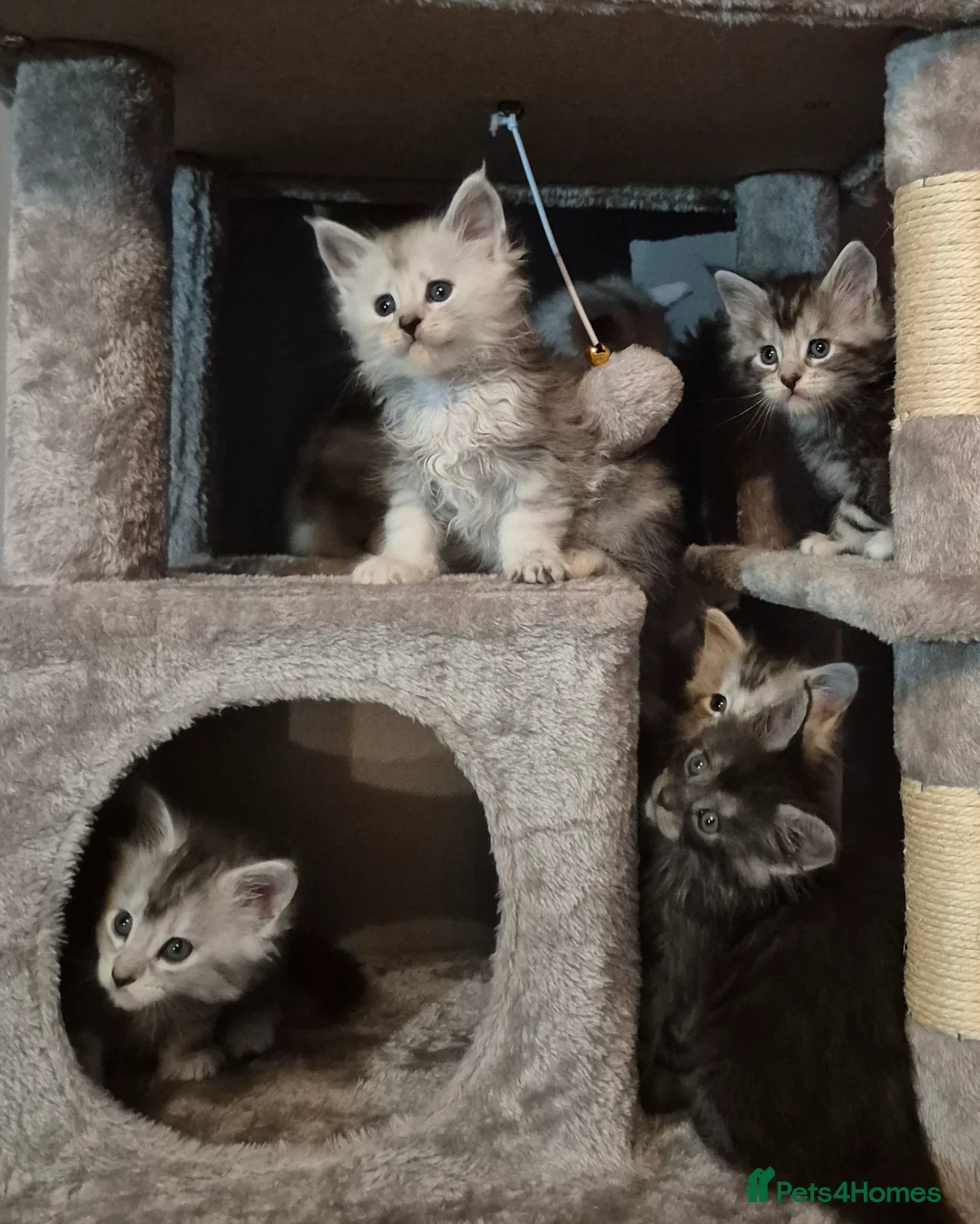 Maine Coon cats for sale: Tica registered Maine Coon kittens - Advert 29