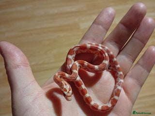 Corn Snake reptiles - Advert 6