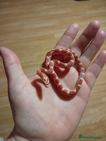 Corn Snake reptiles - Advert 1