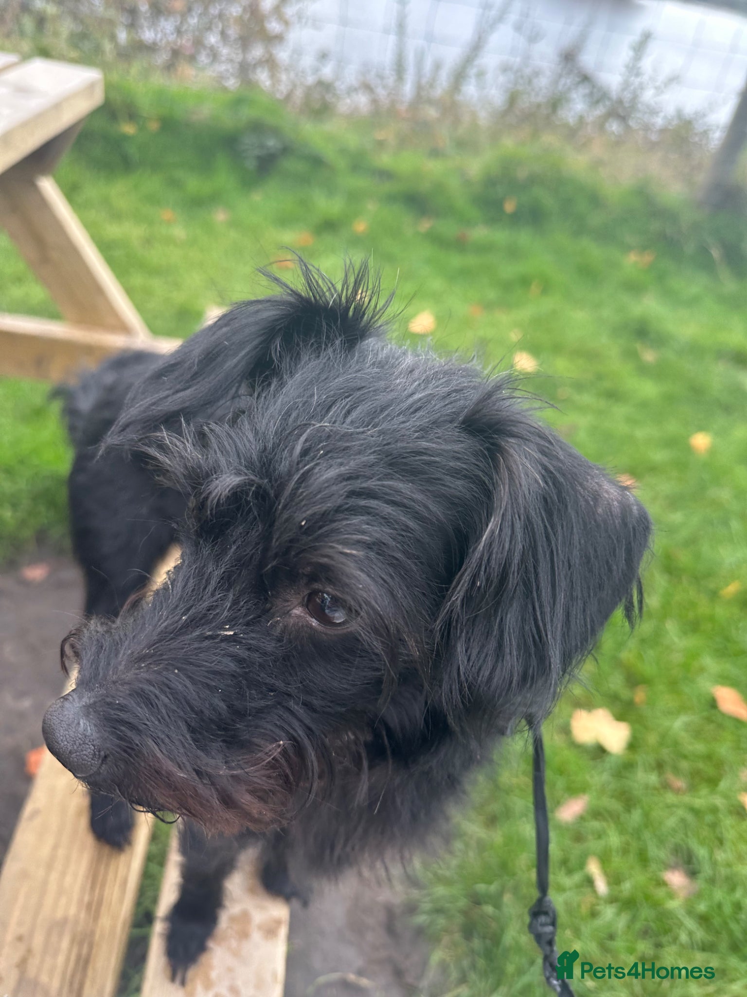 Poodle dogs Rocky - Advert 1