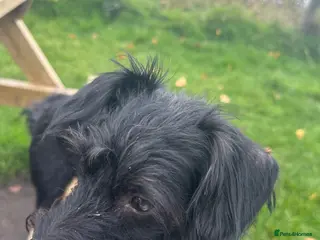 Poodle dogs Rocky - Advert 3