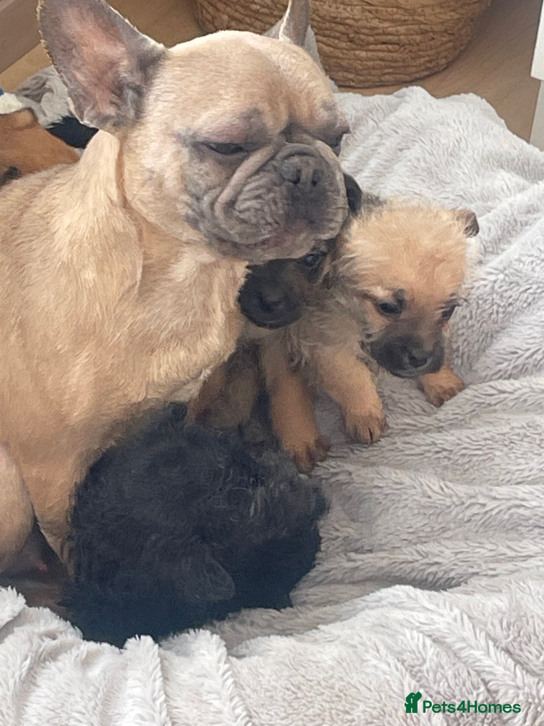 Mixed Breed dogs for sale: Adorable Frenchie-Poodle  **  Pups for Sale! - Advert 11