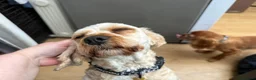 Cavapoo dogs for adoption: Pearl - Cavapoo for adoption in Weston-super-Mare - Advert 7