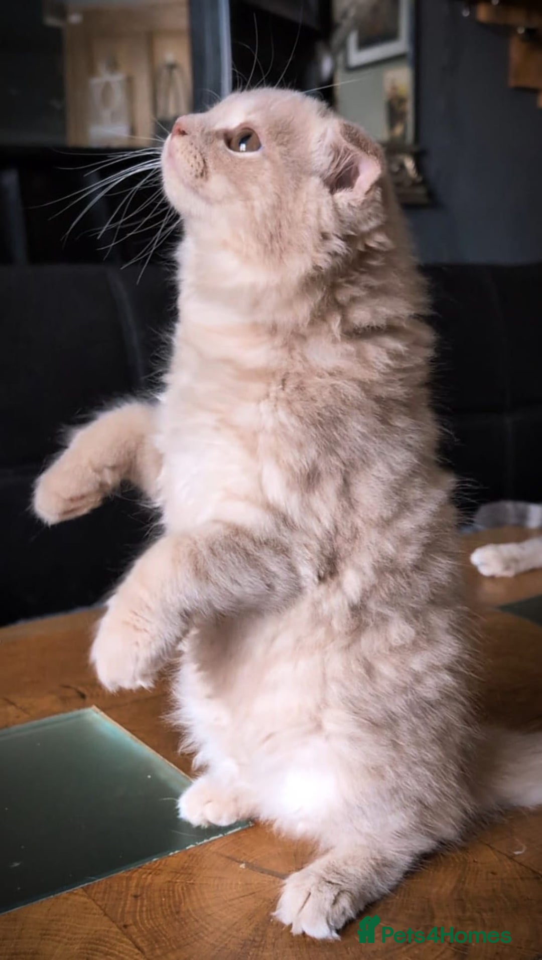 Scottish Fold cats for sale: 💙FAWN TICA active for BREEDING 🩵 Scottish Fold❣️ - Image 6
