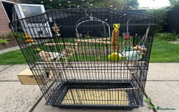 Budgerigars birds for sale: Male and Female Budgies with Cage and Accessories  - Image 2