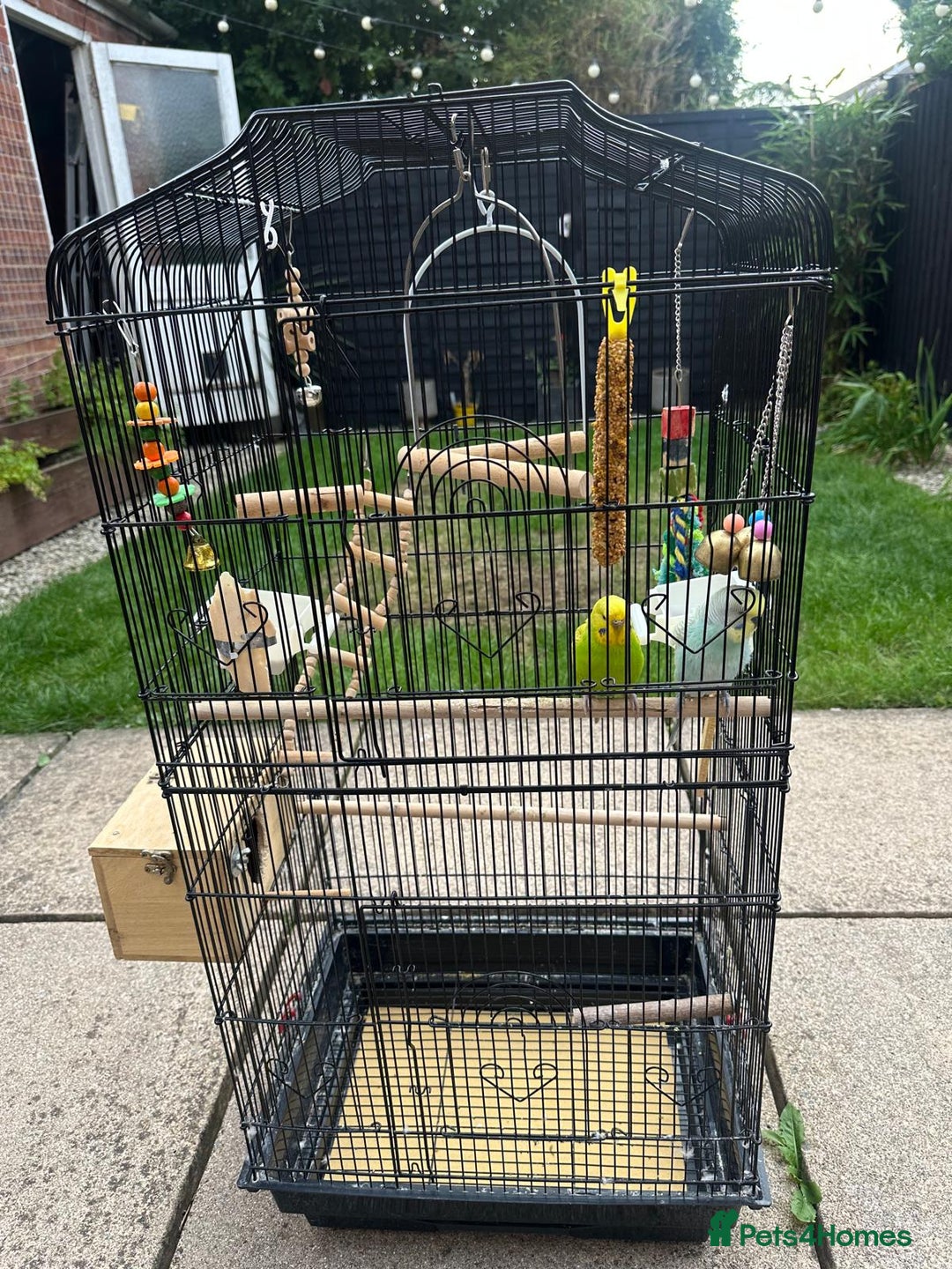 Budgerigars birds for sale: Male and Female Budgies with Cage and Accessories  - Image 2
