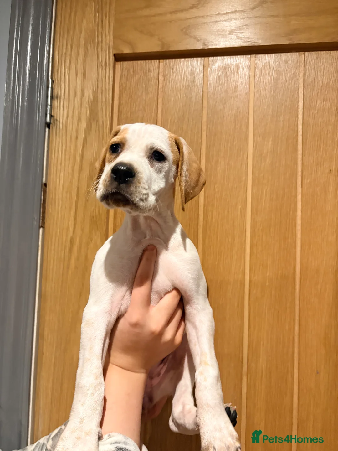 Pointer dogs for sale: Last gorgeous puppy looking for a loving home  - Advert 2