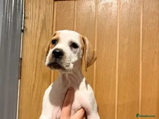 Pointer dogs Beautiful Pointer puppies for sale - Advert 1