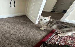 Mixed Breed cats for sale: Kitten with lots of accesories - Rico - Image 4