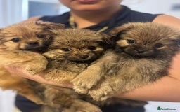 Pomeranian dogs for sale: 3 male pomaranian - Image 1