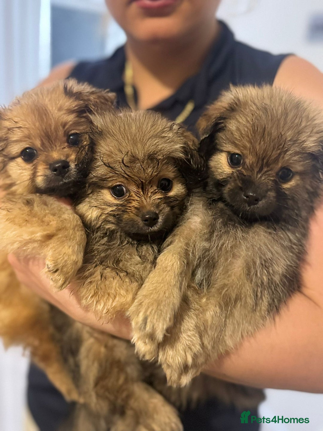 Pomeranian dogs for sale: 3 male pomaranian - Image 1