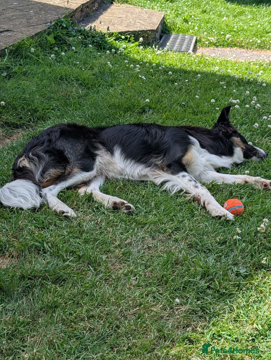 Border Collie dogs for sale: Enzo (11 months) - Advert 2