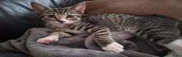 British Shorthair cats for sale: Kittens - Advert 5