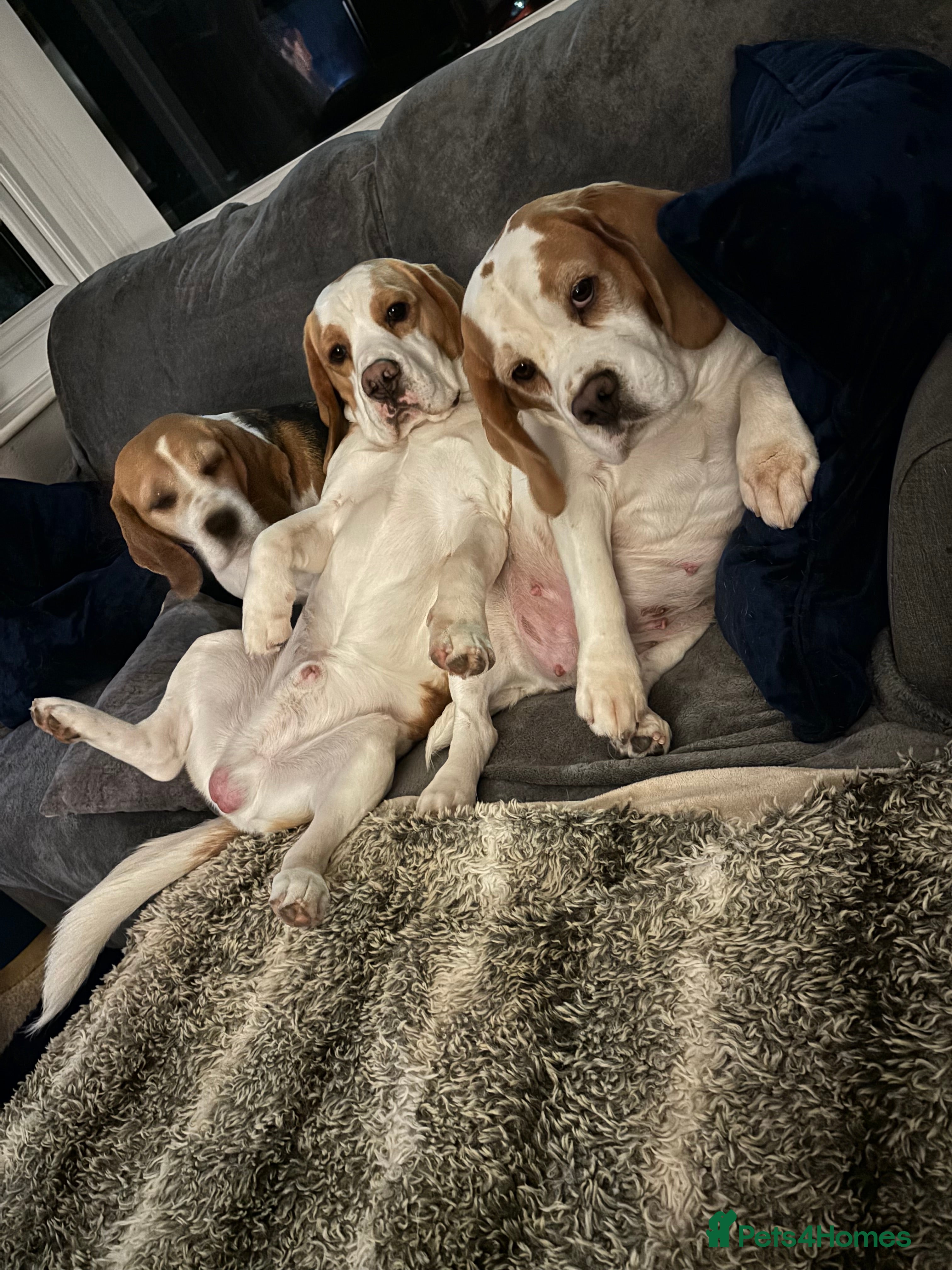 Beagle dogs White and Tan Beagle for Stud ONLY in Huddersfield - Advert 3