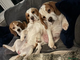 Beagle dogs White and Tan Beagle for Stud ONLY in Huddersfield - Advert 3