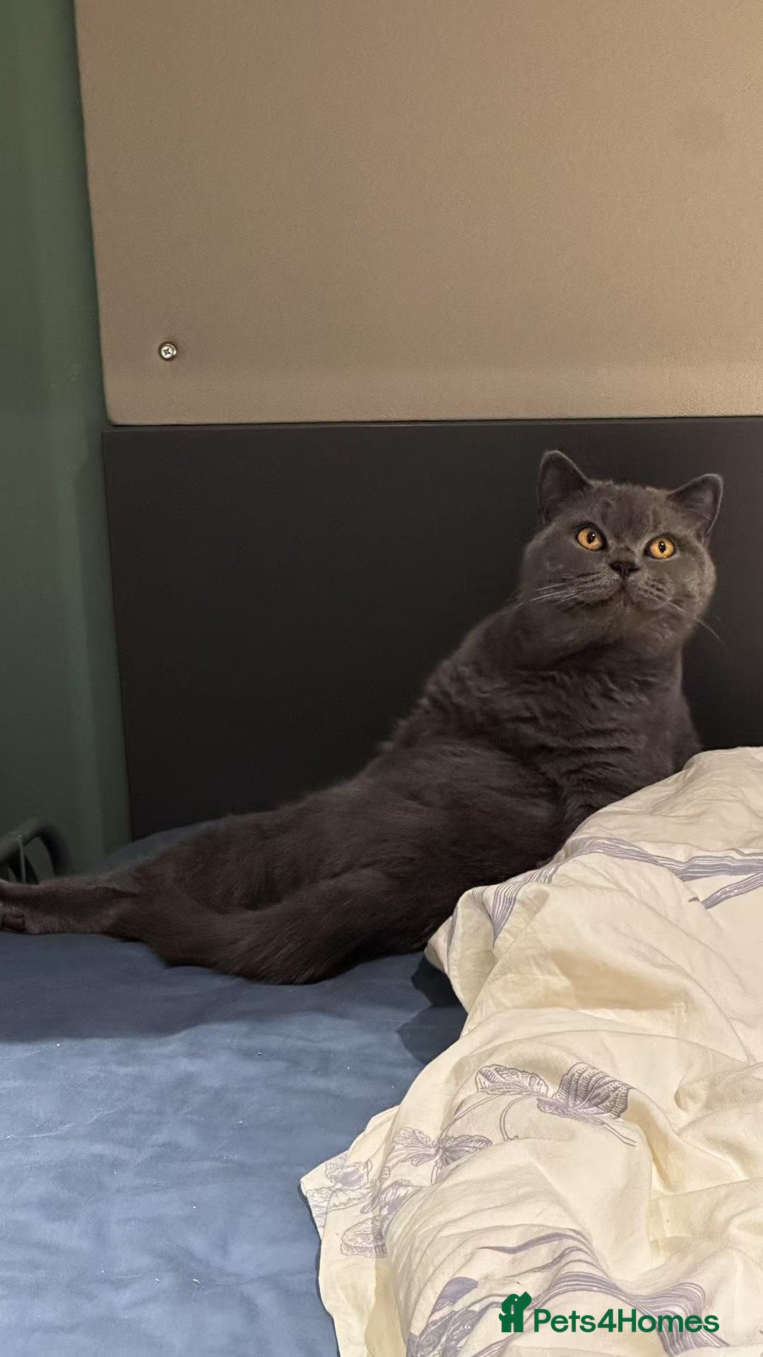 British Shorthair cats for sale: GCCF Active British shorthair blue queen for sale - Image 5