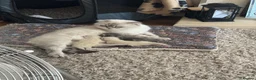 Mixed Breed cats for sale: Kittens for sale  - Advert 1