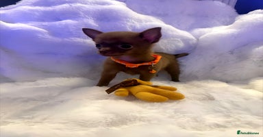 Pomchi dogs - Advert 12