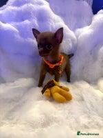 Pomchi dogs - Advert 1
