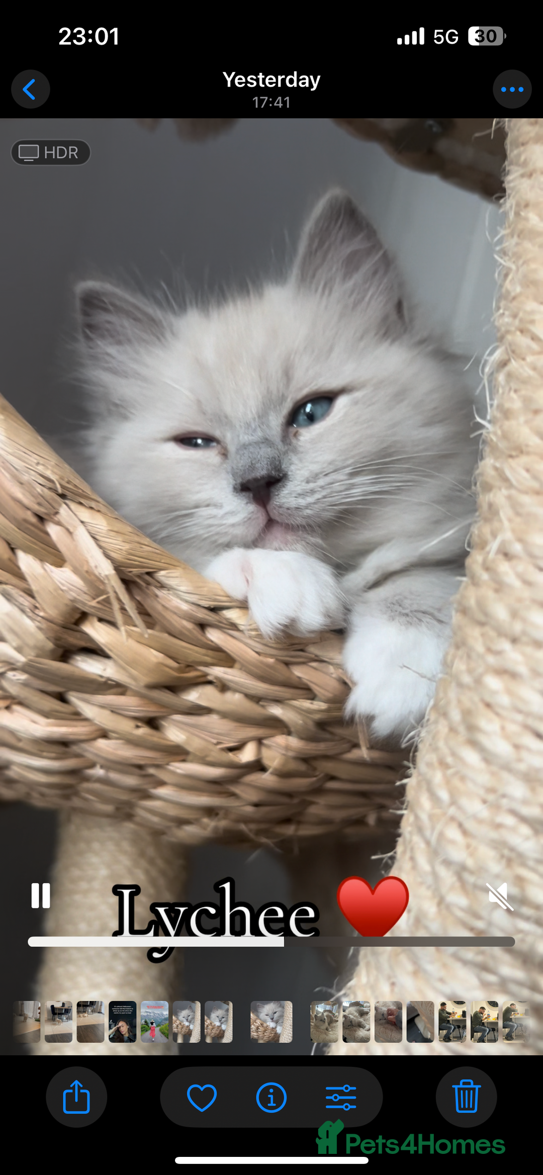 Ragdoll cats for sale: Blue mitted light mink  - Image 11