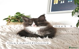 Maine Coon cats for sale: Stunning Black Smoke Registred Maine Coon Kittens - Image 20