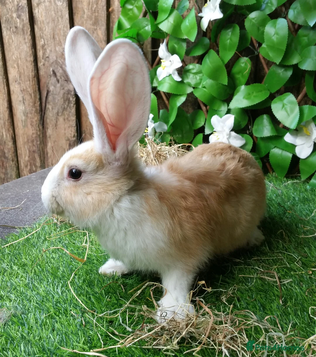 Continental Giant rabbits for sale: Pure Continental Giants - White Eared - RESERVE  - Advert 12