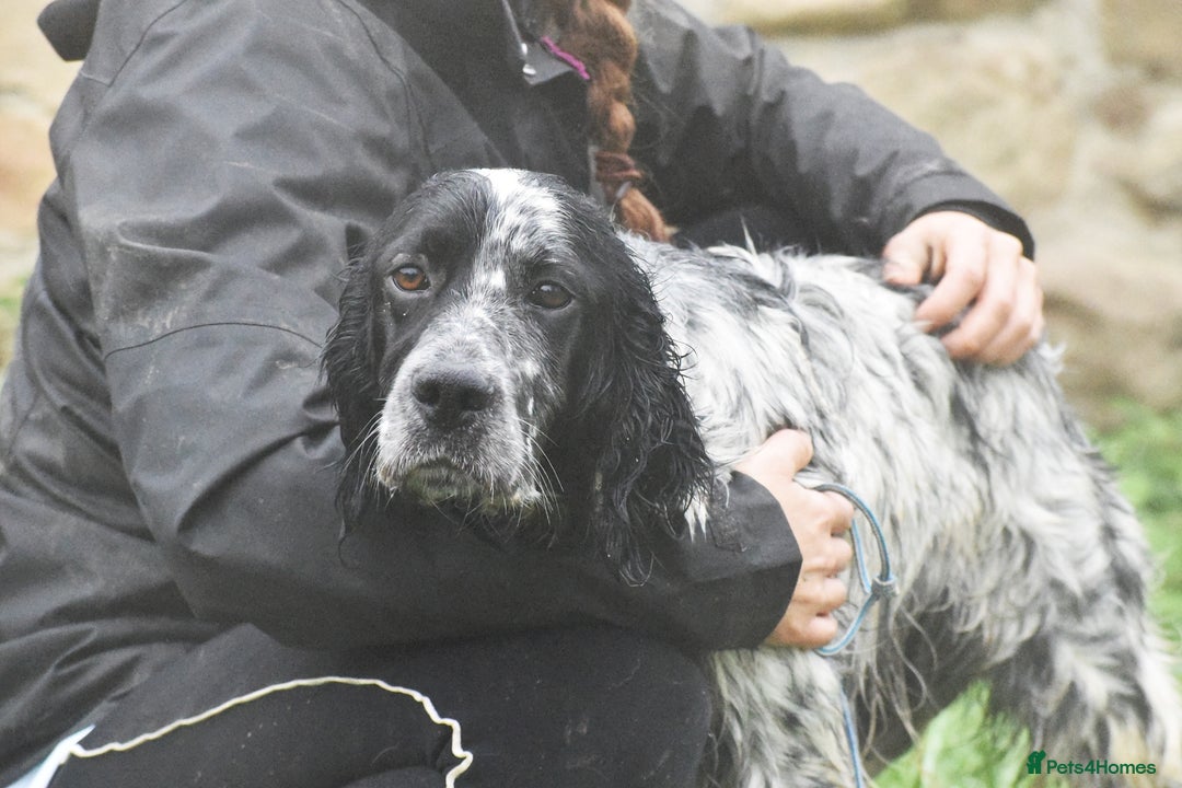 English Setter dogs for adoption: Aquiles - Advert 5