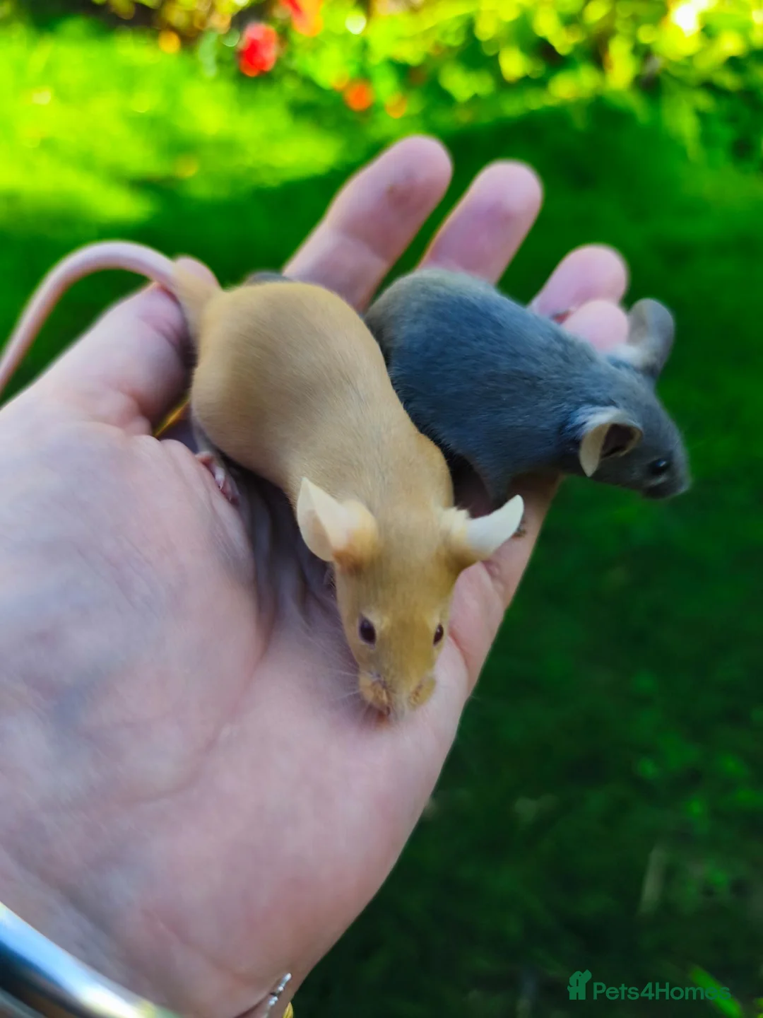 Mouse rodents for sale: Beautiful female mice in many colours  - Advert 2