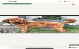 Labradoodle dogs for sale: Miniature Fox Red Labradoodles  - Image 17