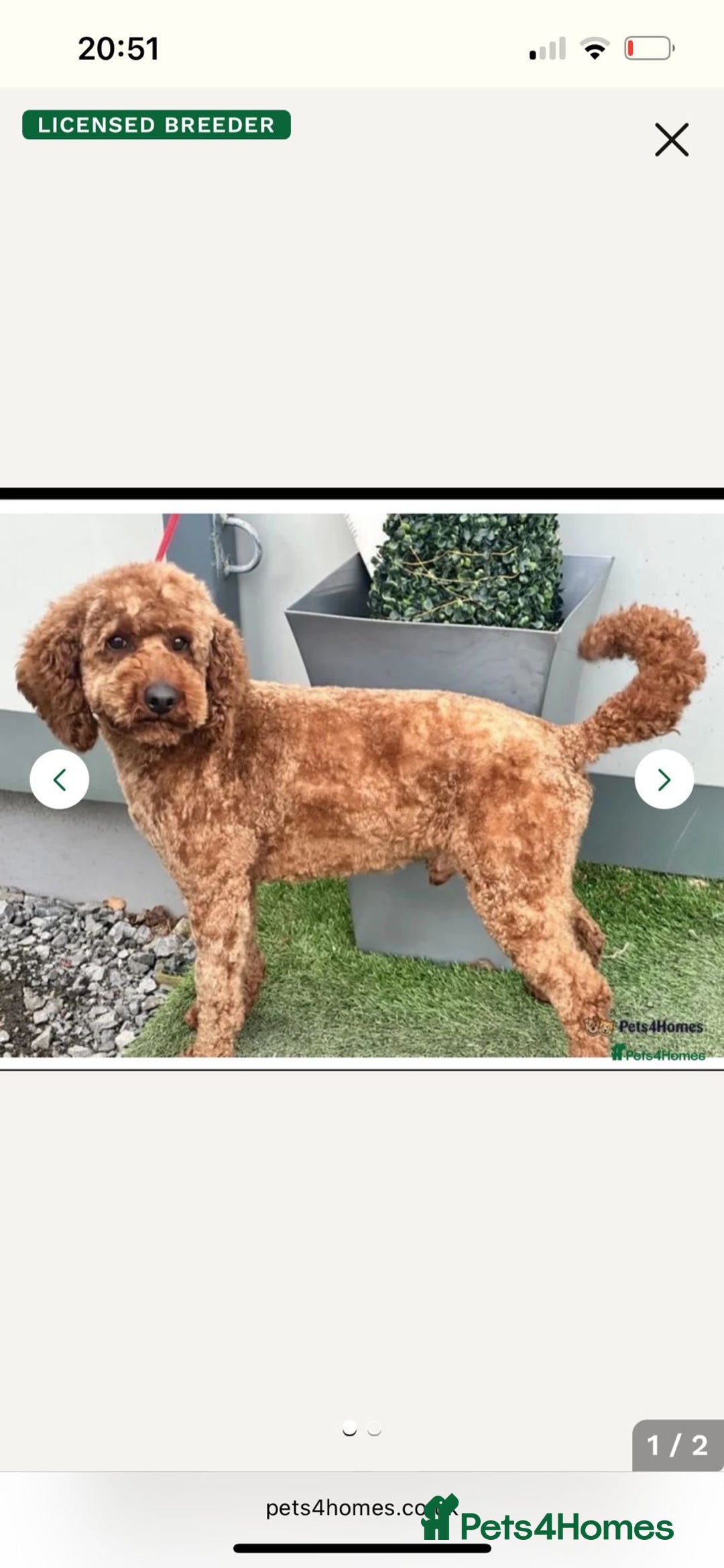 Labradoodle dogs for sale: Miniature Fox Red Labradoodles  - Image 17