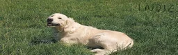 Golden Retriever dogs for sale: Champion Line Pedigree Golden Retriever Puppies - Advert 6