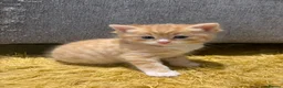 British Longhair cats for sale: Stunning Female Ginger Kittens - Advert 22