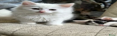 British Shorthair 1