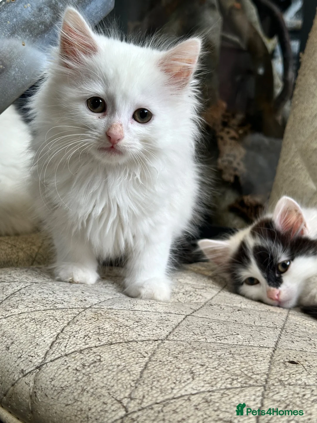 British Shorthair cats for sale: 4 kittens looking for new homes in Rayleigh - Advert 2