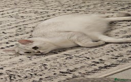 British Shorthair cats for sale: Beautiful 2 year old British shorthair girl - Image 2
