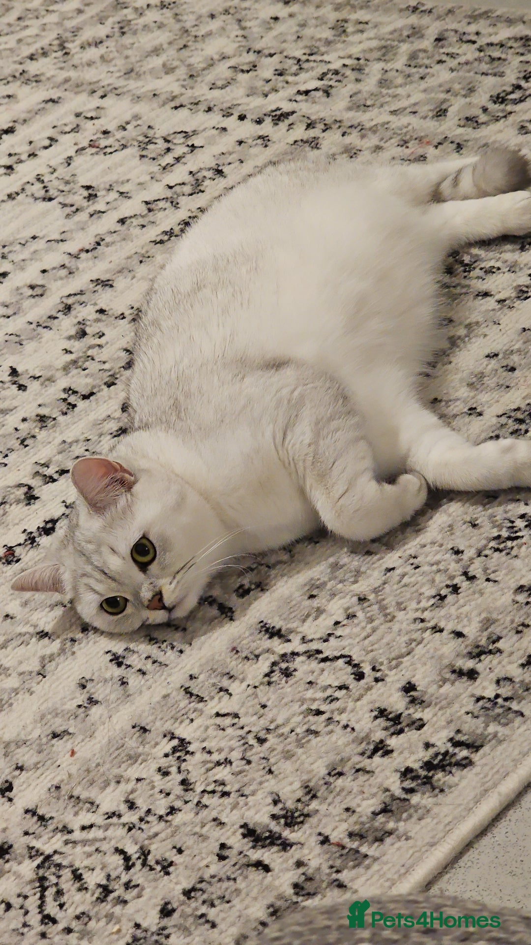 British Shorthair cats for sale: Beautiful 2 year old British shorthair girl - Image 2