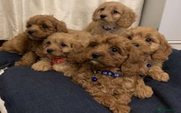 Cavapoo dogs for sale: STUNNING LITTLE CAVAPOOS DNA HEALTH CHECK - Image 1