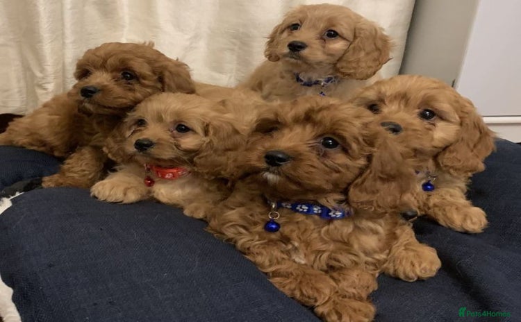 Cavapoo dogs - Advert 5