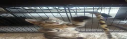 European cats for sale: 2 Kittens Ready For Their Forever Homes - Advert 4