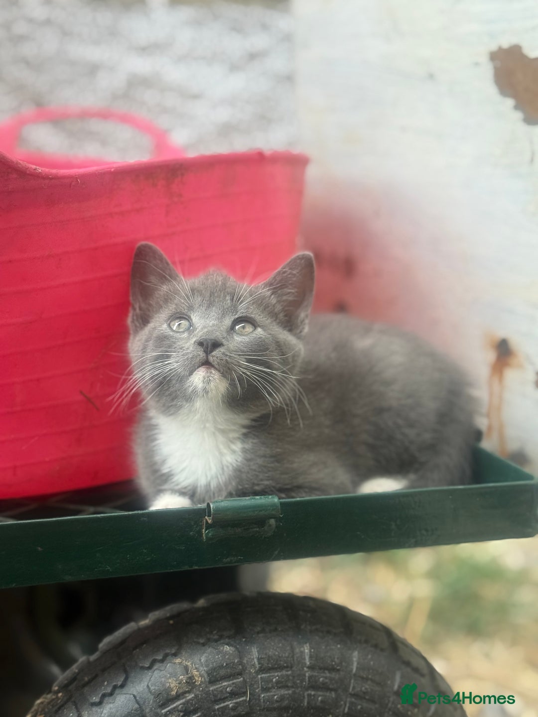 Siamese cats for sale: Stunning Siamese X Ragdoll kittens  - Image 1