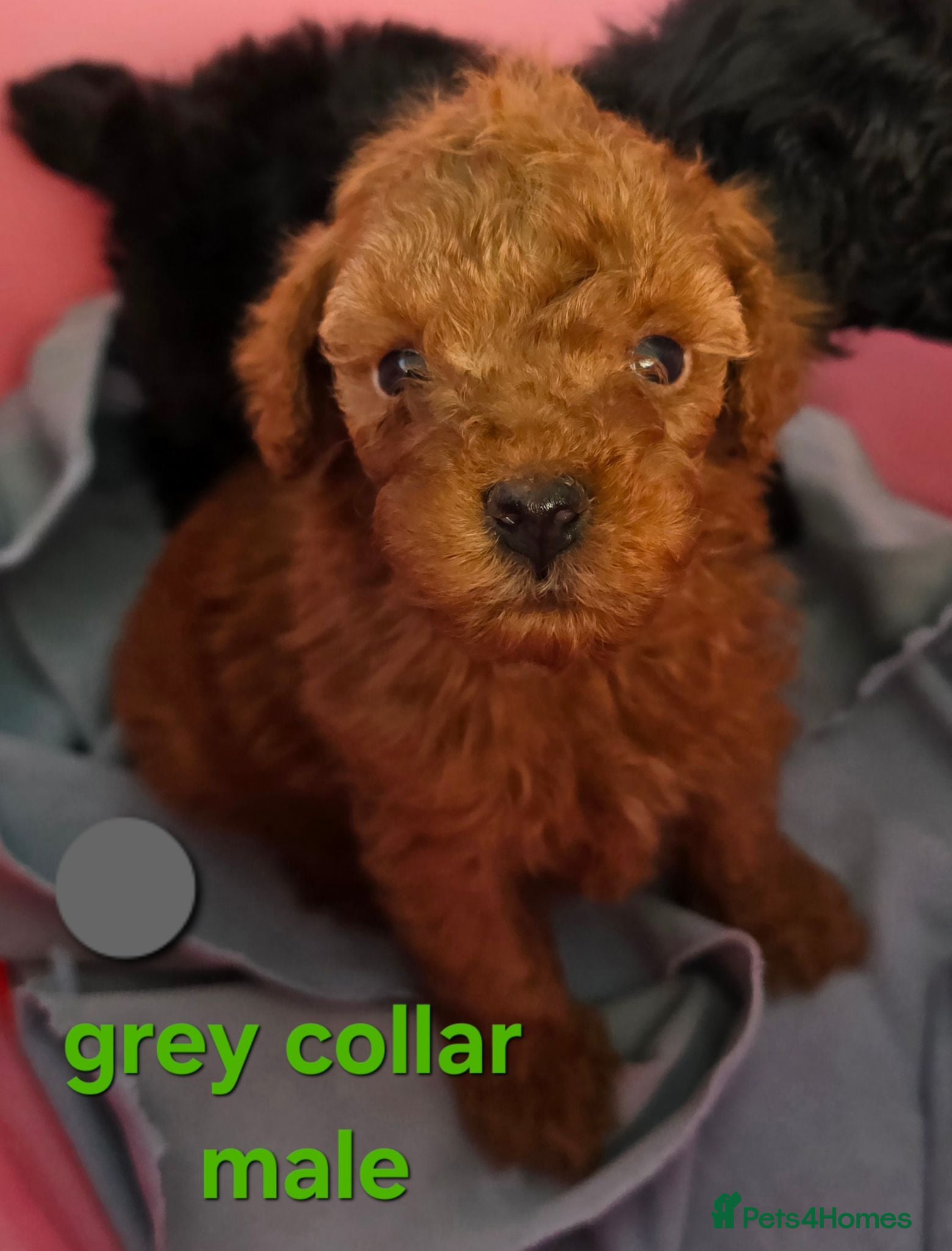 Toy Poodle dogs 🔥🔥2left🔥🔥Exquisite red Toy Poodle 5⭐️licensed - Advert 12