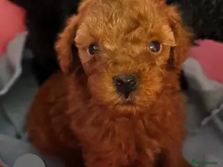 Toy Poodle dogs 🔥🔥2left🔥🔥Exquisite red Toy Poodle 5⭐️licensed - Advert 12