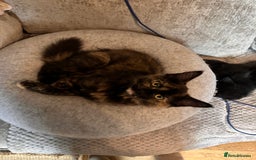 Ragdoll cats for sale: Calico Ragdolls - Image 7