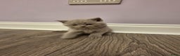 British Shorthair cats for sale: British shorthair - Advert 6