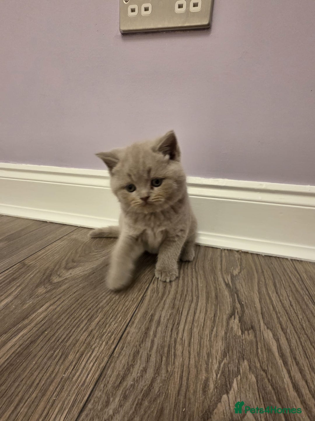 British Shorthair cats for sale: British shorthair - Advert 6